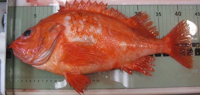 Acadian Redfish
