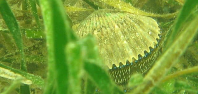 Scallop, Bay