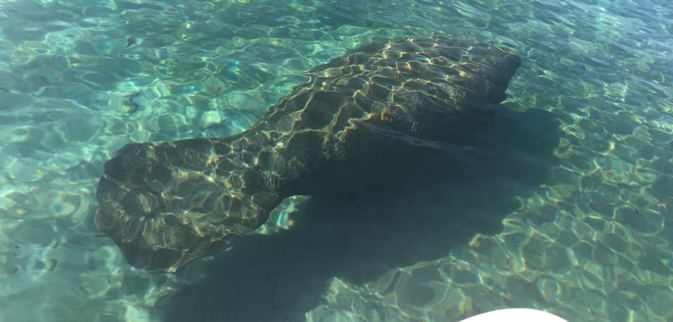 Manatee, West Indian