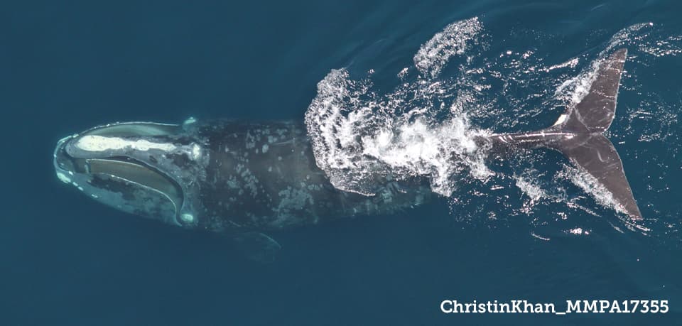 Fish Rules - Whale, North Atlantic Right In Highly Migratory Species