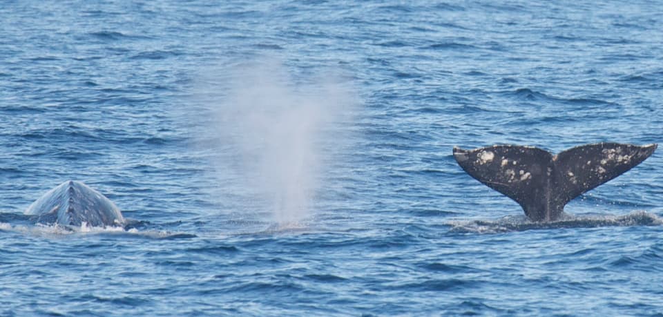 Whale, Humpback