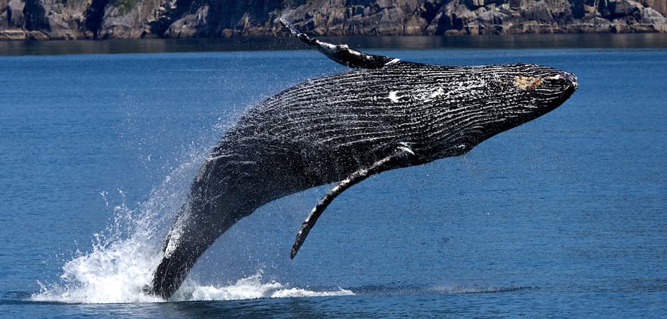 Whale, Humpback