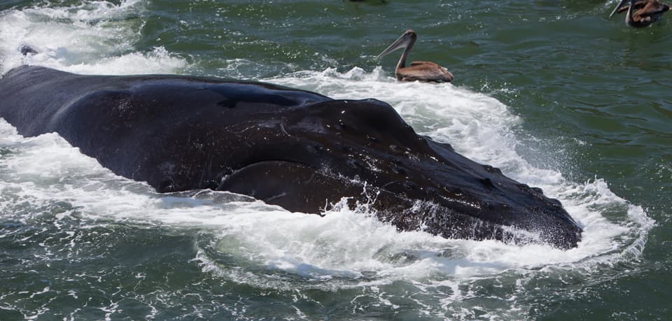 Whale, Humpback