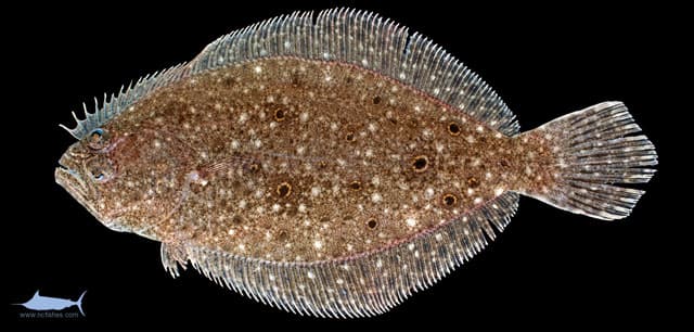 Fish Rules - Flounder, Summer in Massachusetts State Waters