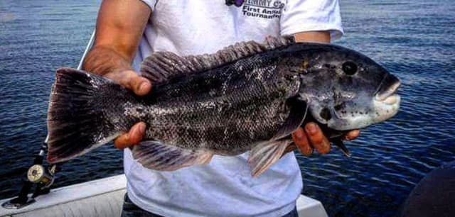 Tautog