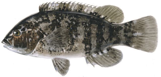 Tautog