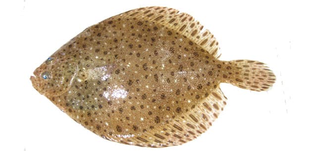 Flounder, Windowpane