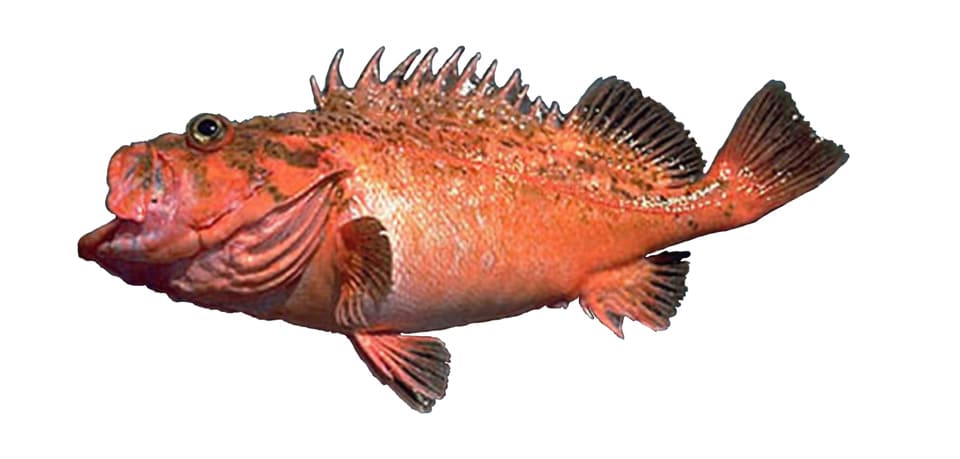 Rockfish, Bronzespotted