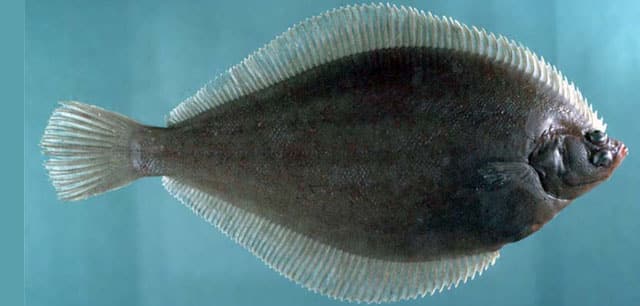 Flounder, Yellowtail