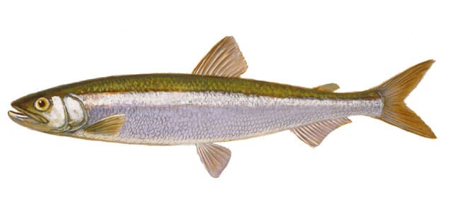 Smelt