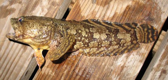 Fish Rules - Toadfish, Oyster in New York State Waters