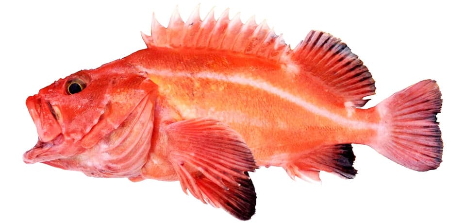 Rockfish, Yelloweye