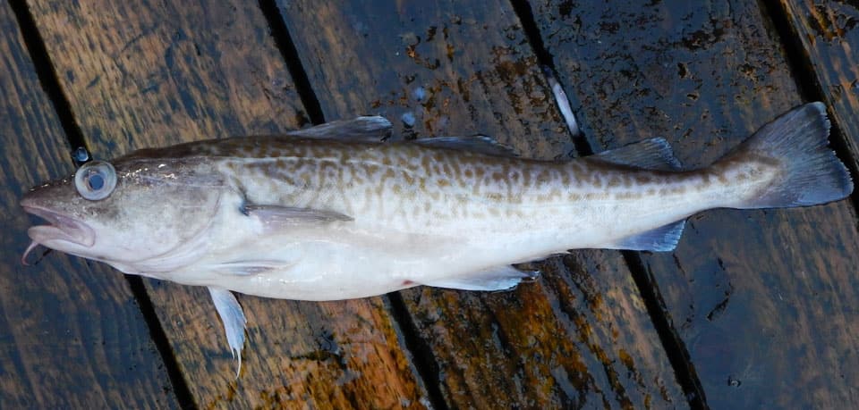 Cod Paccific Fish Rules - Cod, Pacific in CA State Waters