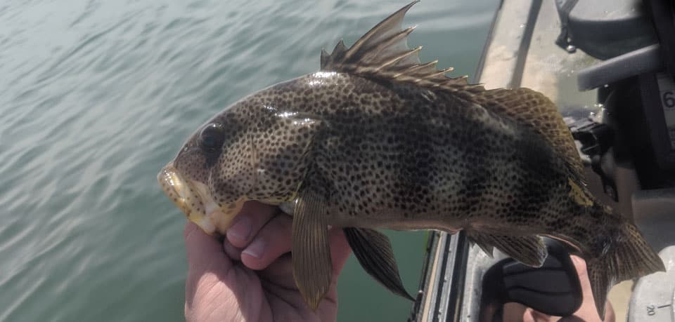 Learn About the Barred Sand Bass – Fishing