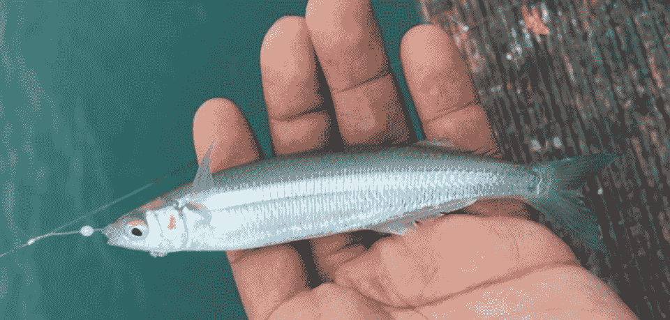 Smelt, Surf