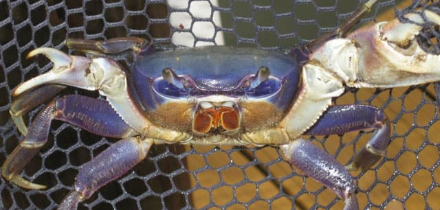 Crab, Blue Land