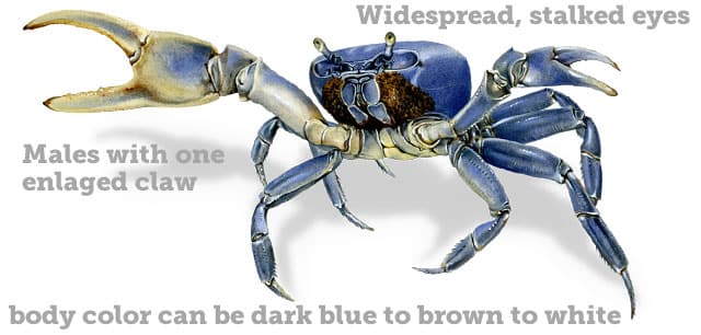 Crab, Blue Land