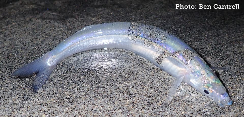 Grunion, California