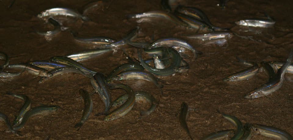 Grunion, California