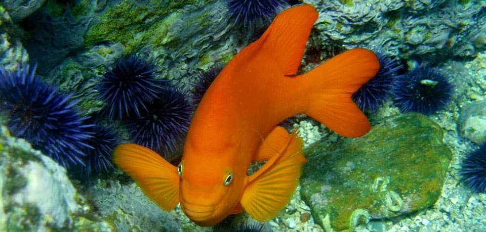 Garibaldi