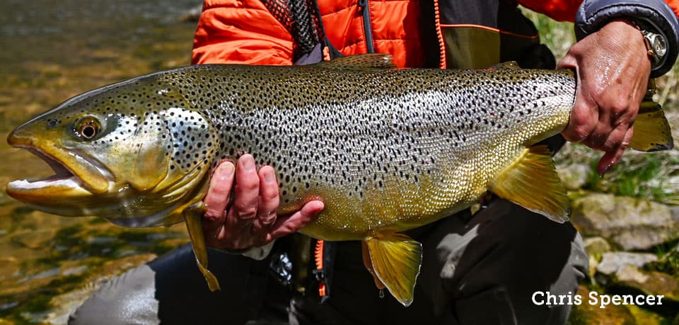 Trout, Brown