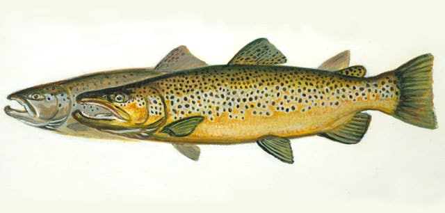 Trout, Brown