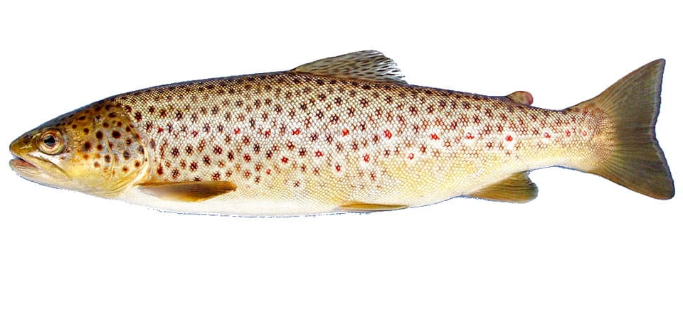 Trout, Brown