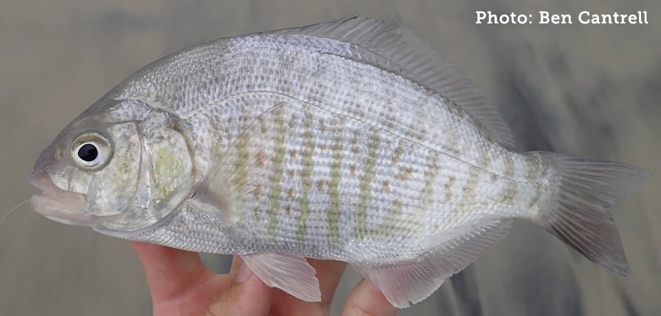 Fish Rules - Surfperch (all species) in CA State Waters