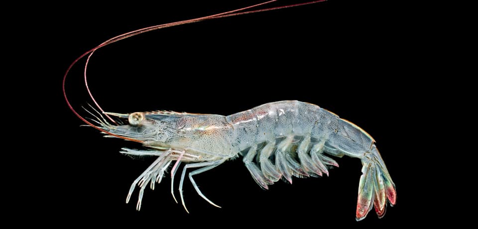 Shrimp (Penaeid)