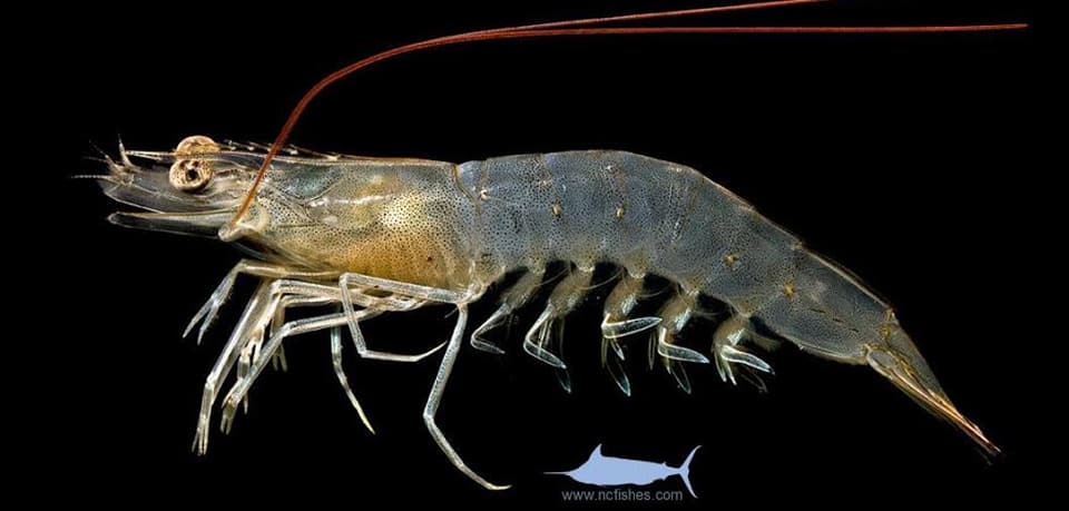 Shrimp (Penaeid)