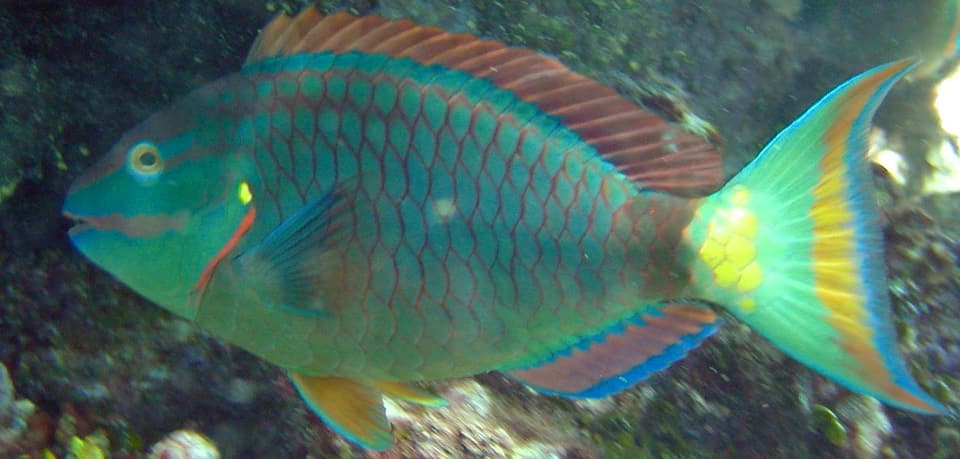 Parrotfish, Stoplight