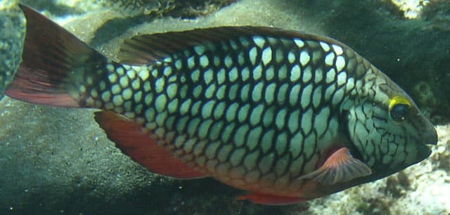 Parrotfish, Stoplight