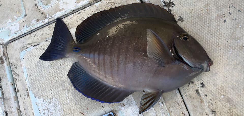 Fish Rules - Doctorfish in USA Caribbean