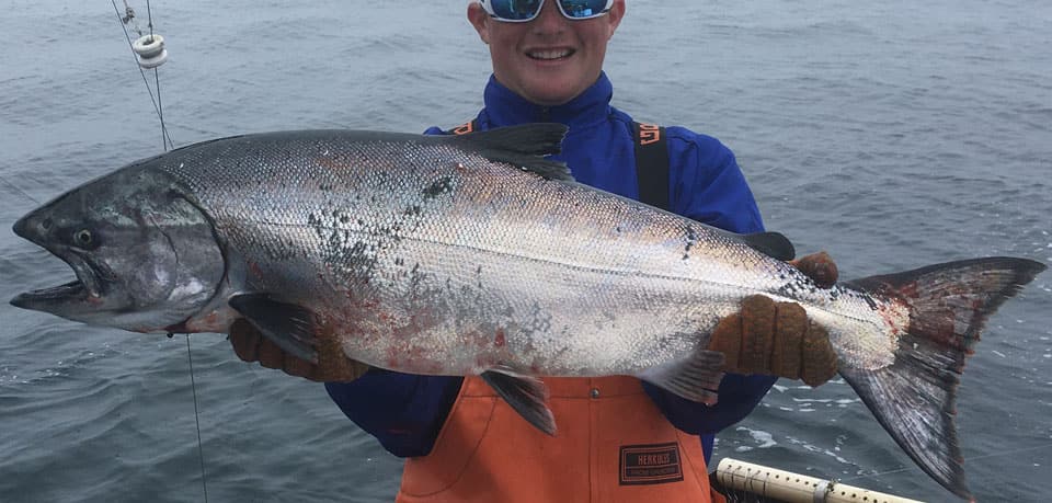 Salmon, King