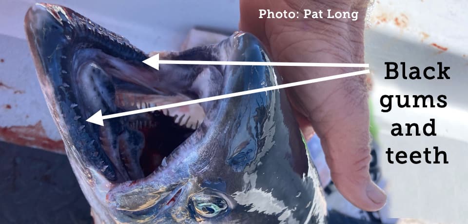 Salmon, King