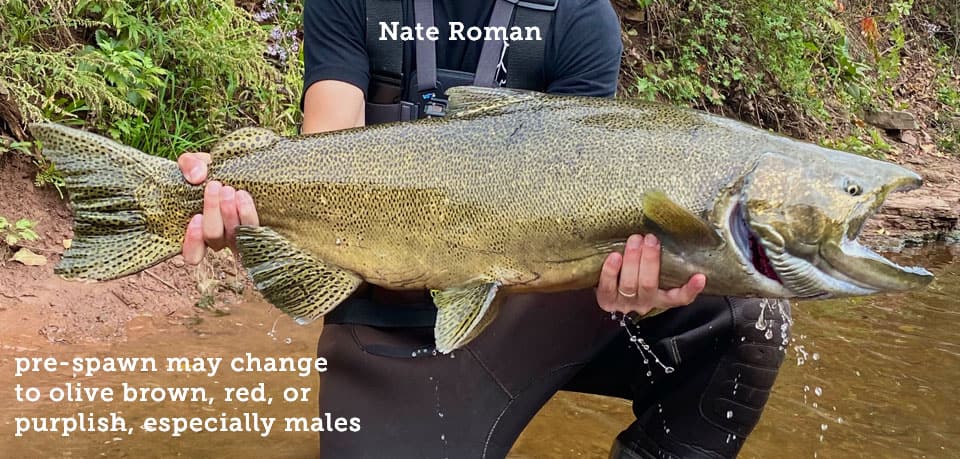 Salmon, King