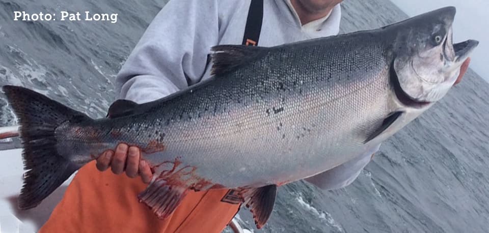 Salmon, King