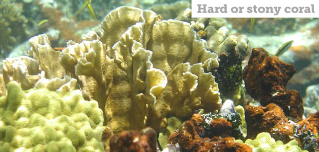 Coral