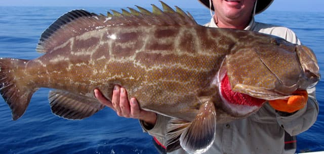 Grouper, Black