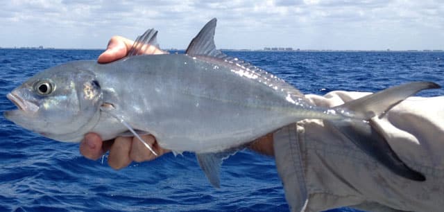 Fish Rules - Jack, Blue Runner in FL State Waters
