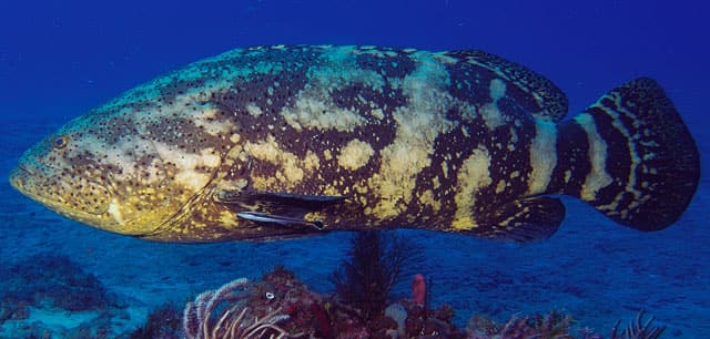 Grouper, Goliath