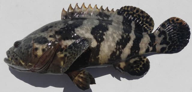 Grouper, Goliath