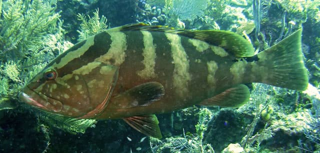 Grouper, Nassau