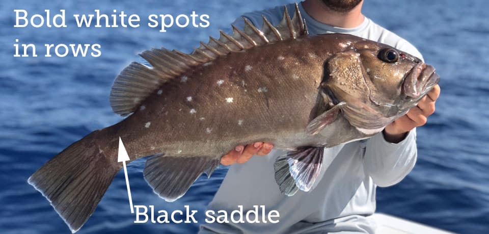 Fish Rules Grouper Snowy In FL Atlantic State Waters