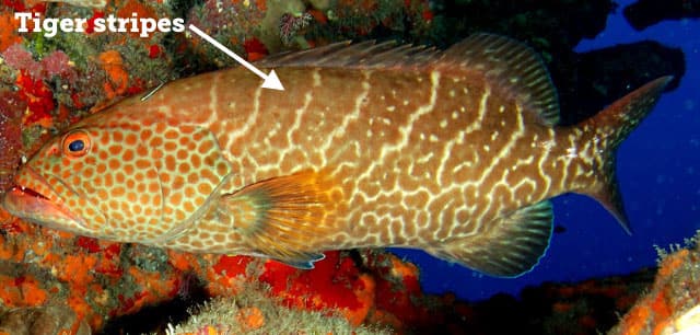 Grouper, Tiger