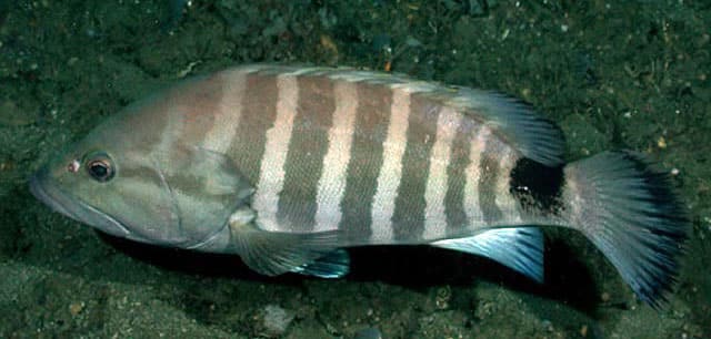 Grouper, Misty