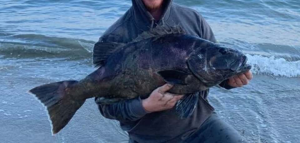 Sea Bass, Giant