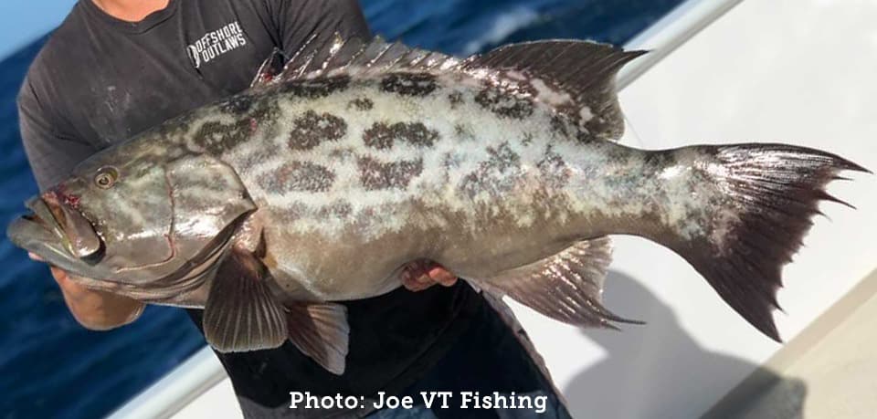 Grouper, Broomtail
