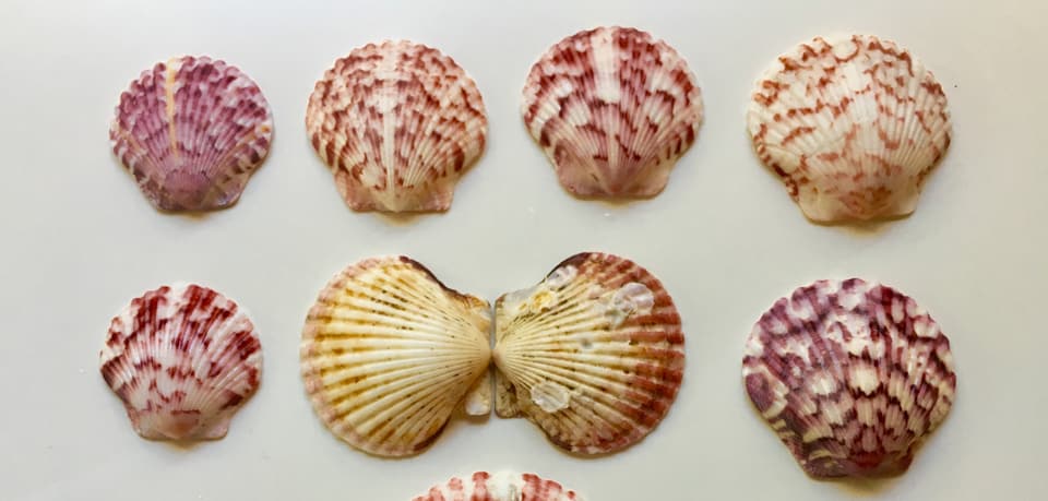 Scallop, Calico
