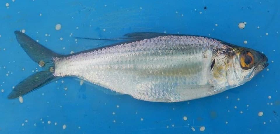 Fish Rules - Shad, Threadfin in FL State Waters